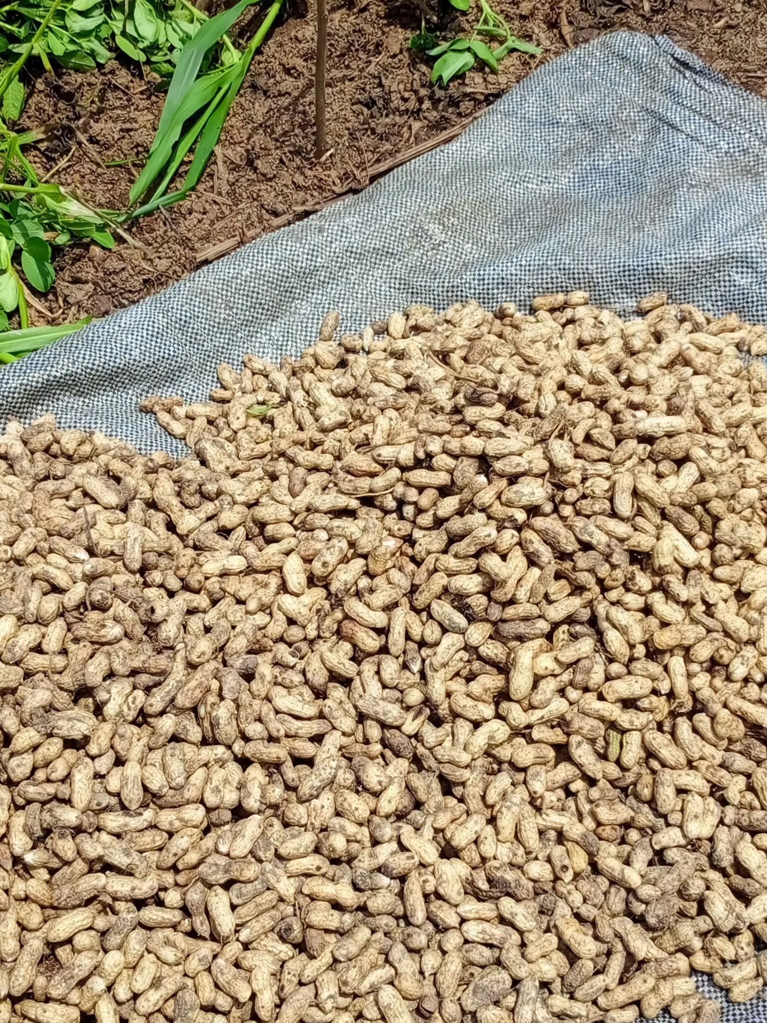 Grandnut